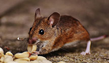 24 Hour & Emergency Exterminators in Sainte Genevieve, MO